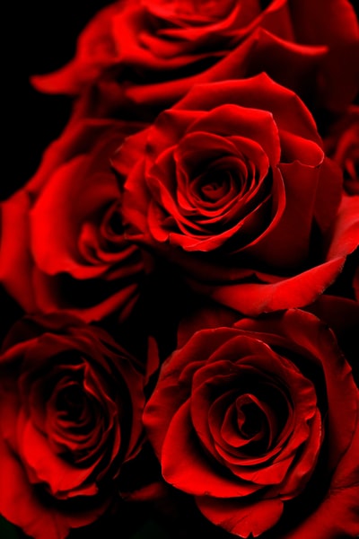 红玫瑰
